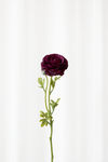 Ranunkel - burgundy