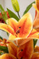 Nærbillede af en orange stor lilje.