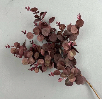 Eukalyptusgren - burgundy