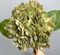 Hortensia Kunstig Blomst - efterårsgrøn
