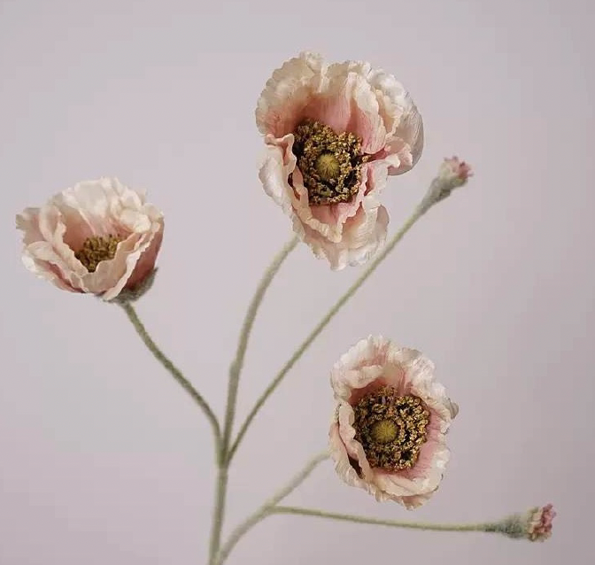 Valmue - støvet rosa