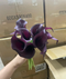 Calla lilje - burgundy