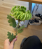 Krysantemum no. 3 - grøn