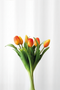 Tulipanbundt 32 - orange