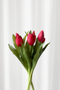 Tulipanbundt 5 - rose