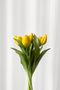 Tulipanbundt 5 - gul