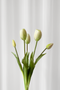 Tulipanbundt 1 - hvid