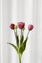 Tulipanbundt 3 - lyselilla