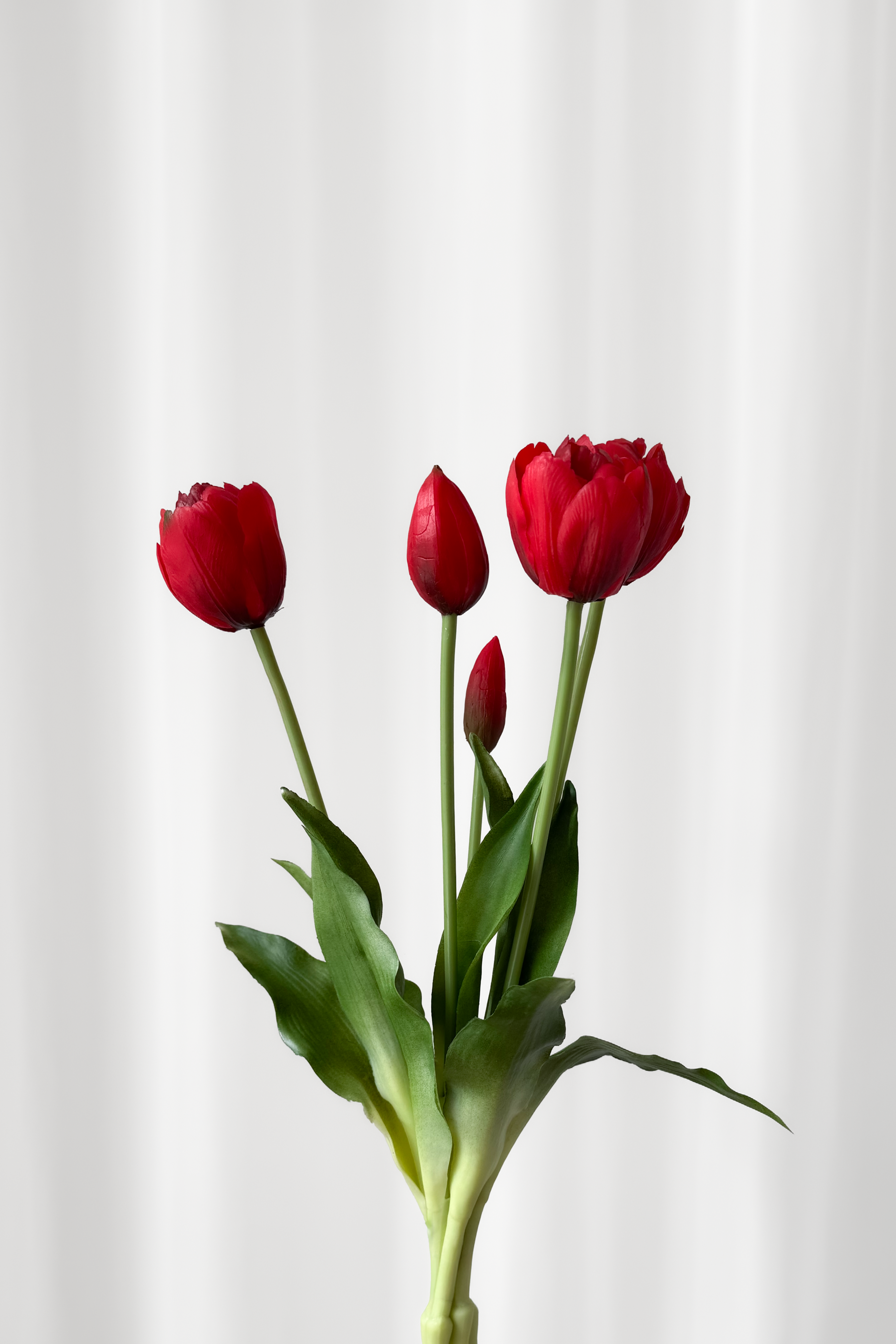 Røde tulipaner fra Specktrum. Tulipanerne kommer i et bundt.