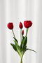 Tulipanbundt 3 - rød