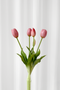 Tulipanbundt 1 - lyselilla