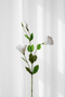 Lisianthus - hvid