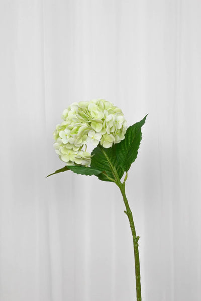 Video af lysegrøn hortensia