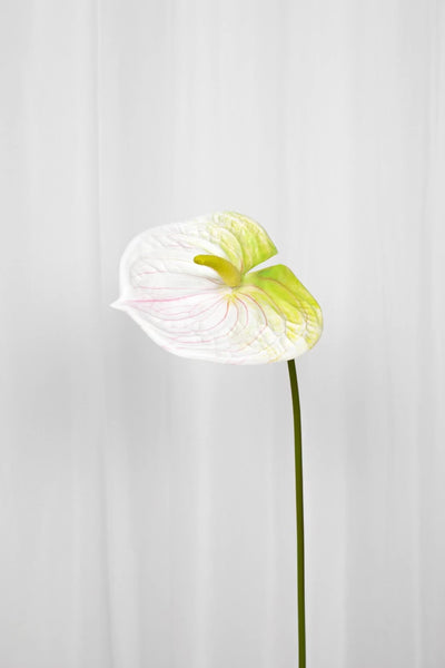 Video af flamingoblomst i hvid