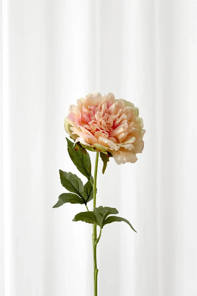 Naturtro ferskenfarvet pæon, der zoomer ind på blomstens detaljer.