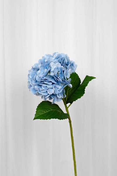 Naturtro blå hortensia, der drejer rundt og zoomer ind på blomstens detaljer.