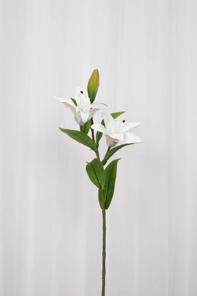 Video af En enkelt hvid blomst med grønne blade på en stilk fotograferet foran et hvidt gardin.