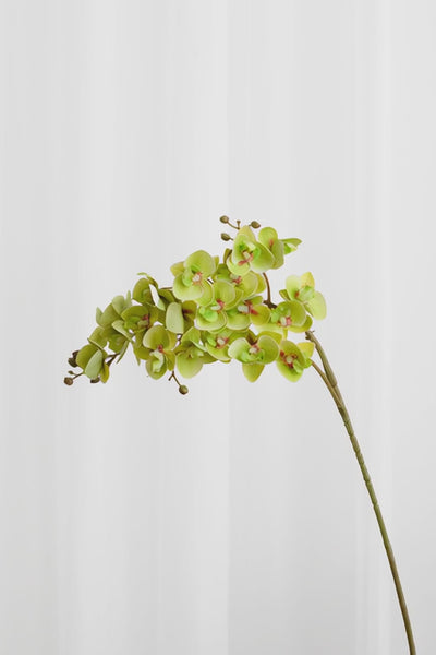 Video Kunstig orkide i grøn med 21 blomsterhoveder.