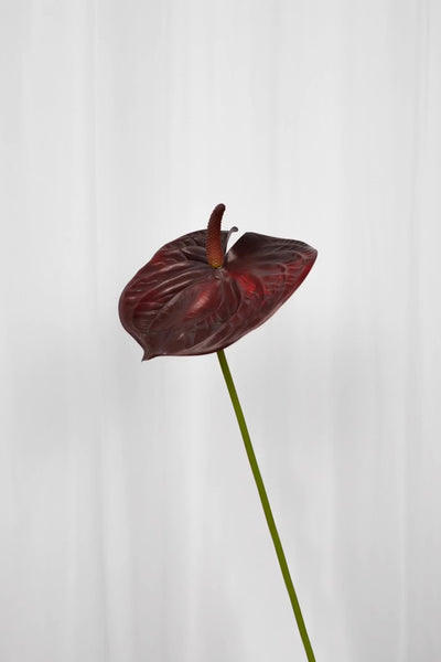 Naturtro bordeaux flamingoblomst, hvor der zoomes ind på blomstens detaljer