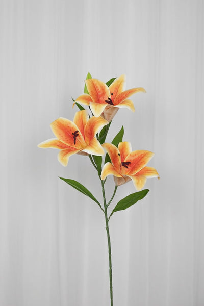 Stor lilje i en orange farve med tre blomsterhoveder.