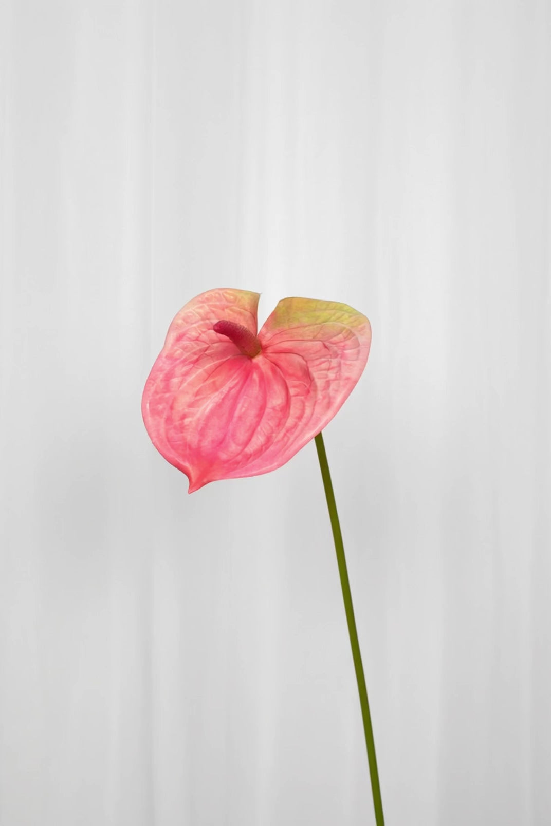 Detalje video af en flamingoblomst i en lyserød farve.