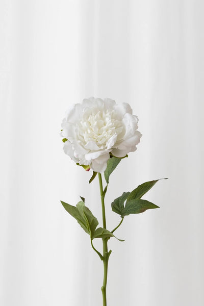 Video af Hvid pæon med reel touch følelse. Kunstig blomst fra Specktrum med naturtro detaljer. 