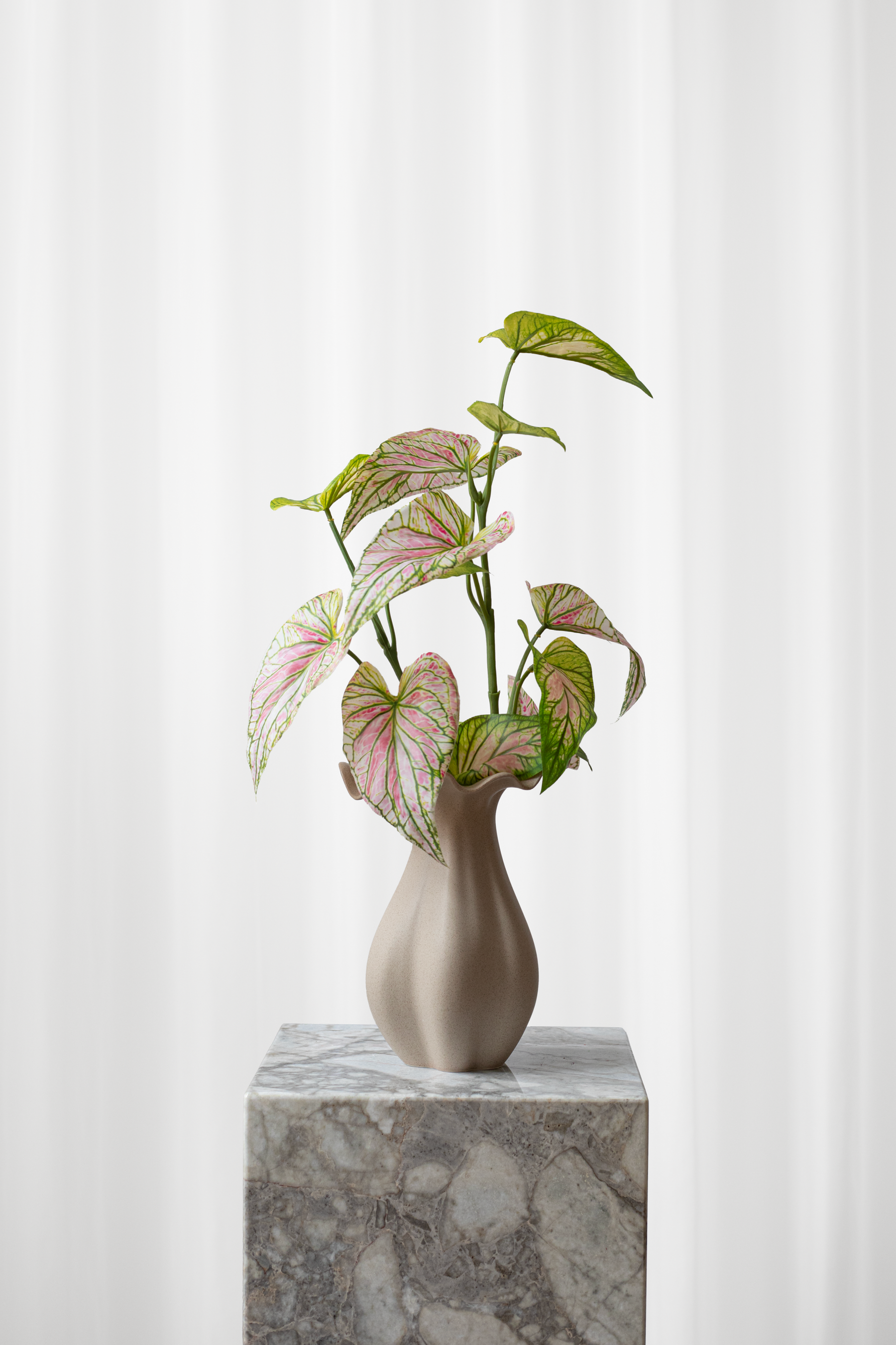 Buket Caladium Blad